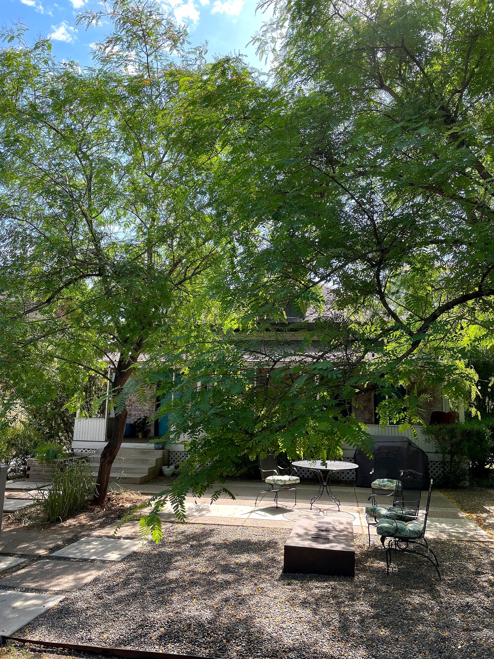Leafy tipu trees shading a backyard patio