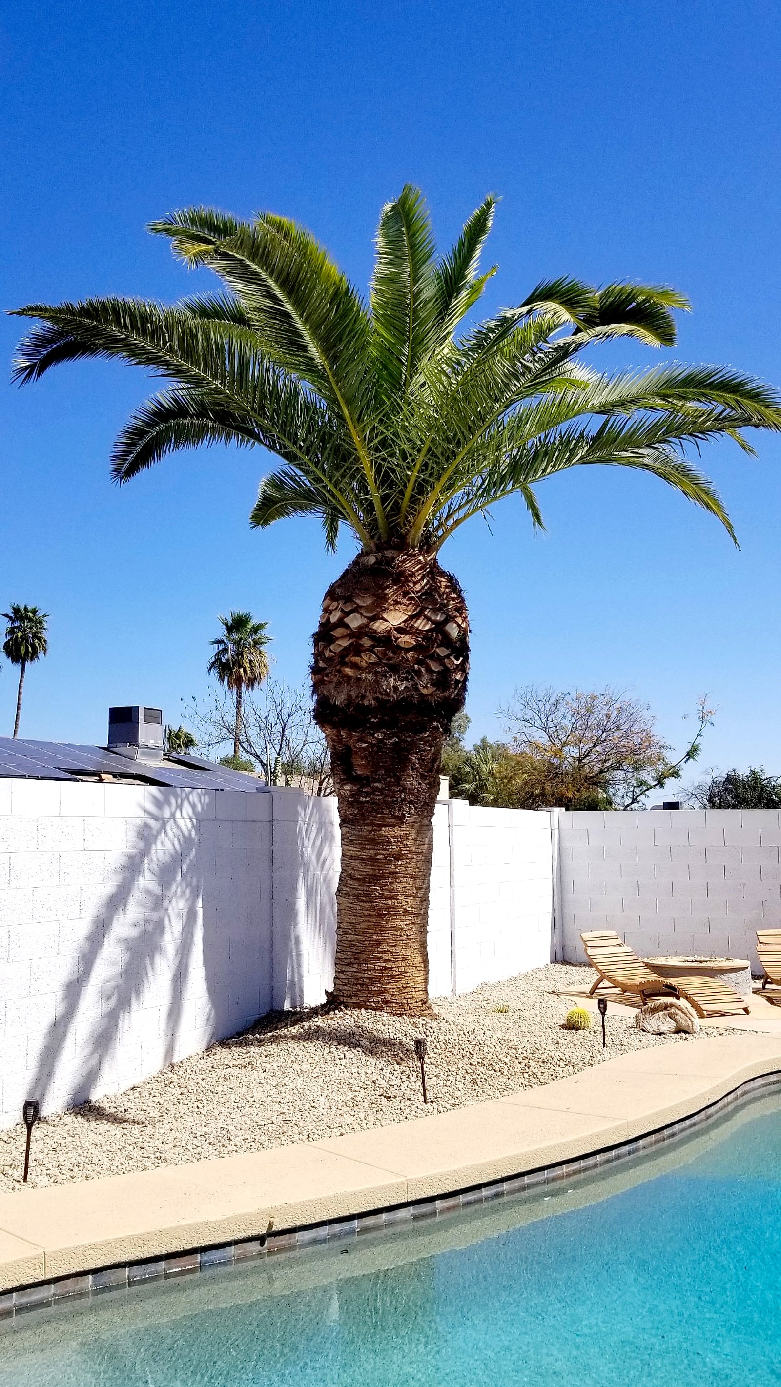 Trimmed palm tree beside a backyard pool