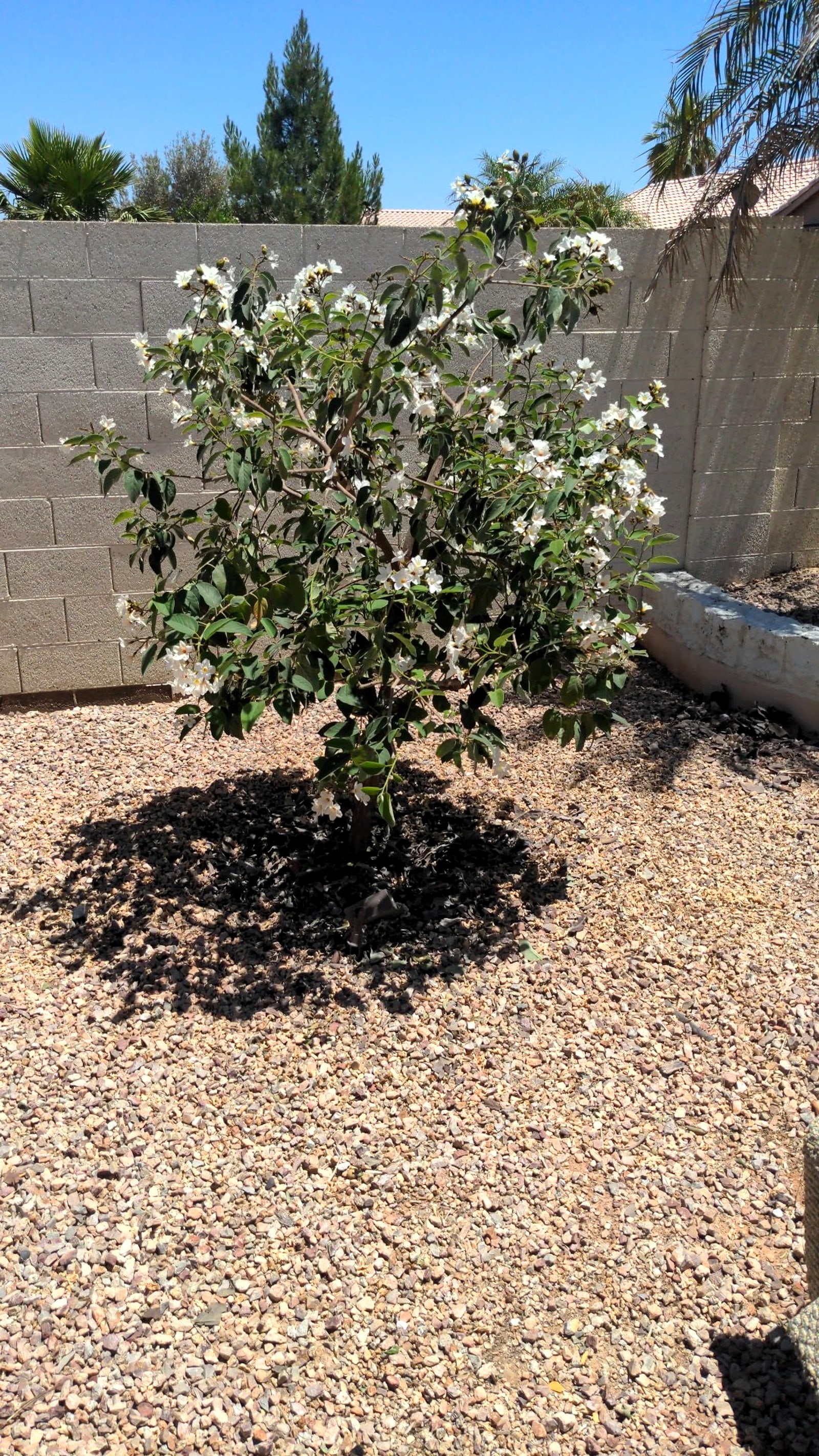 Young Texas olive tree in bloom in a gravel yard