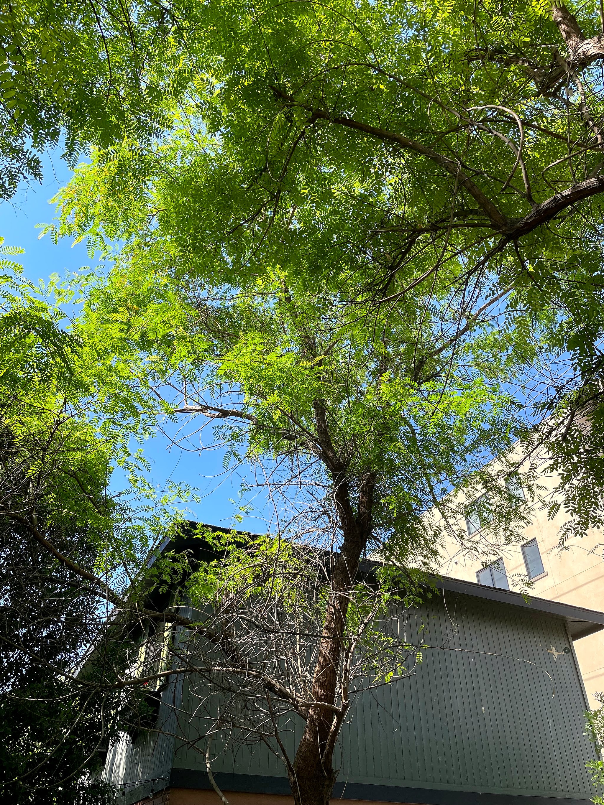 Looking up into a full, leafy tipu tree canopy