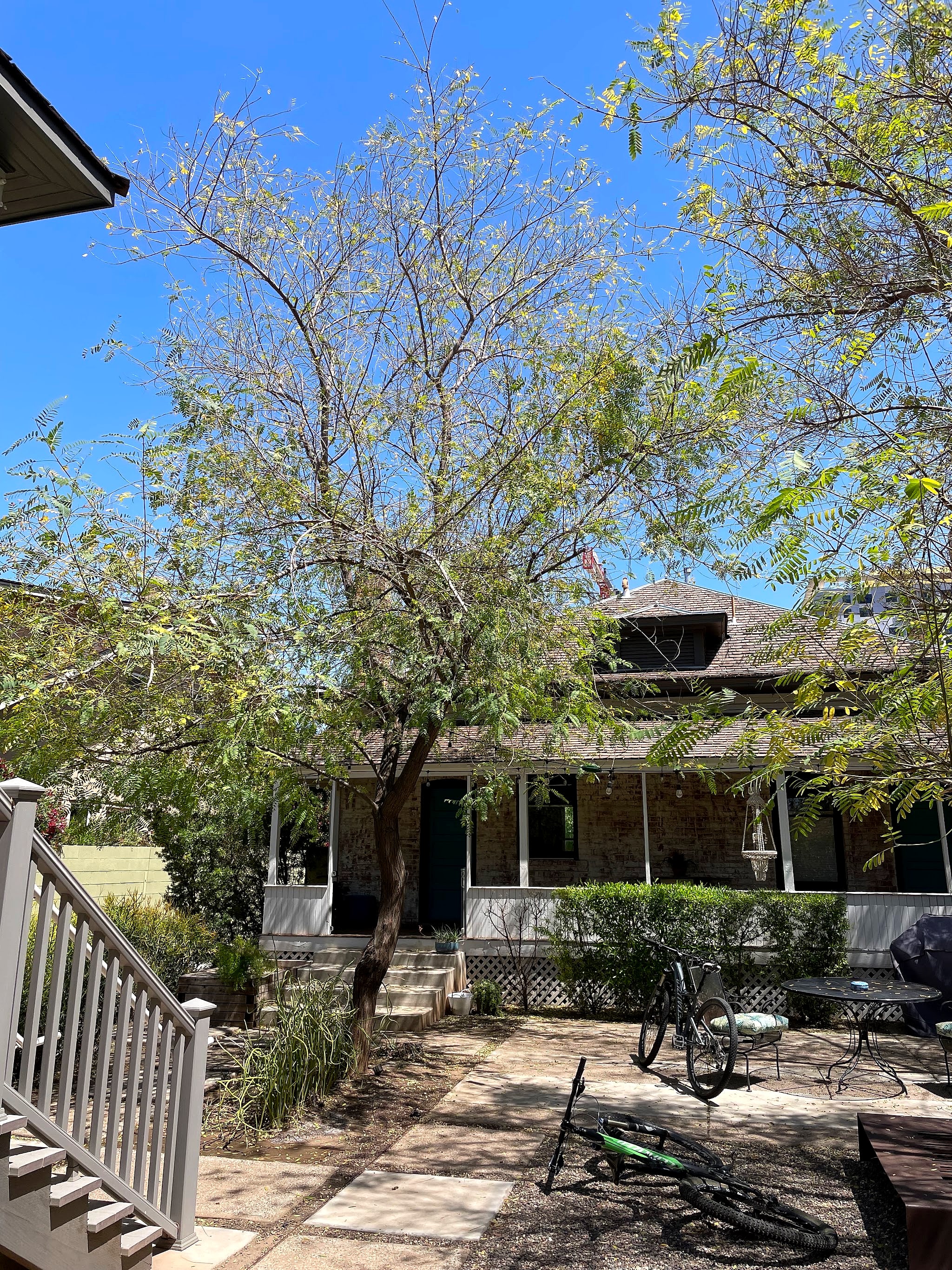 Tipu tree in front of a porch with patio furniture