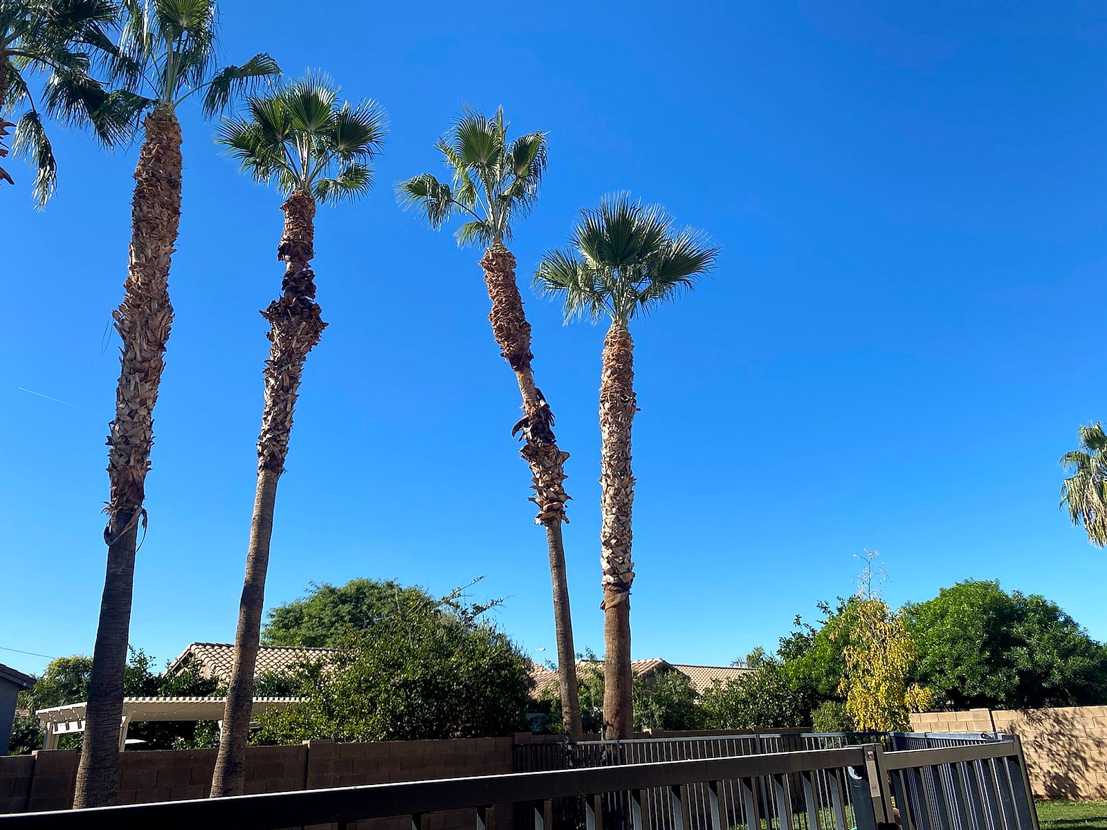 Row of tall palm trees against a blue sky