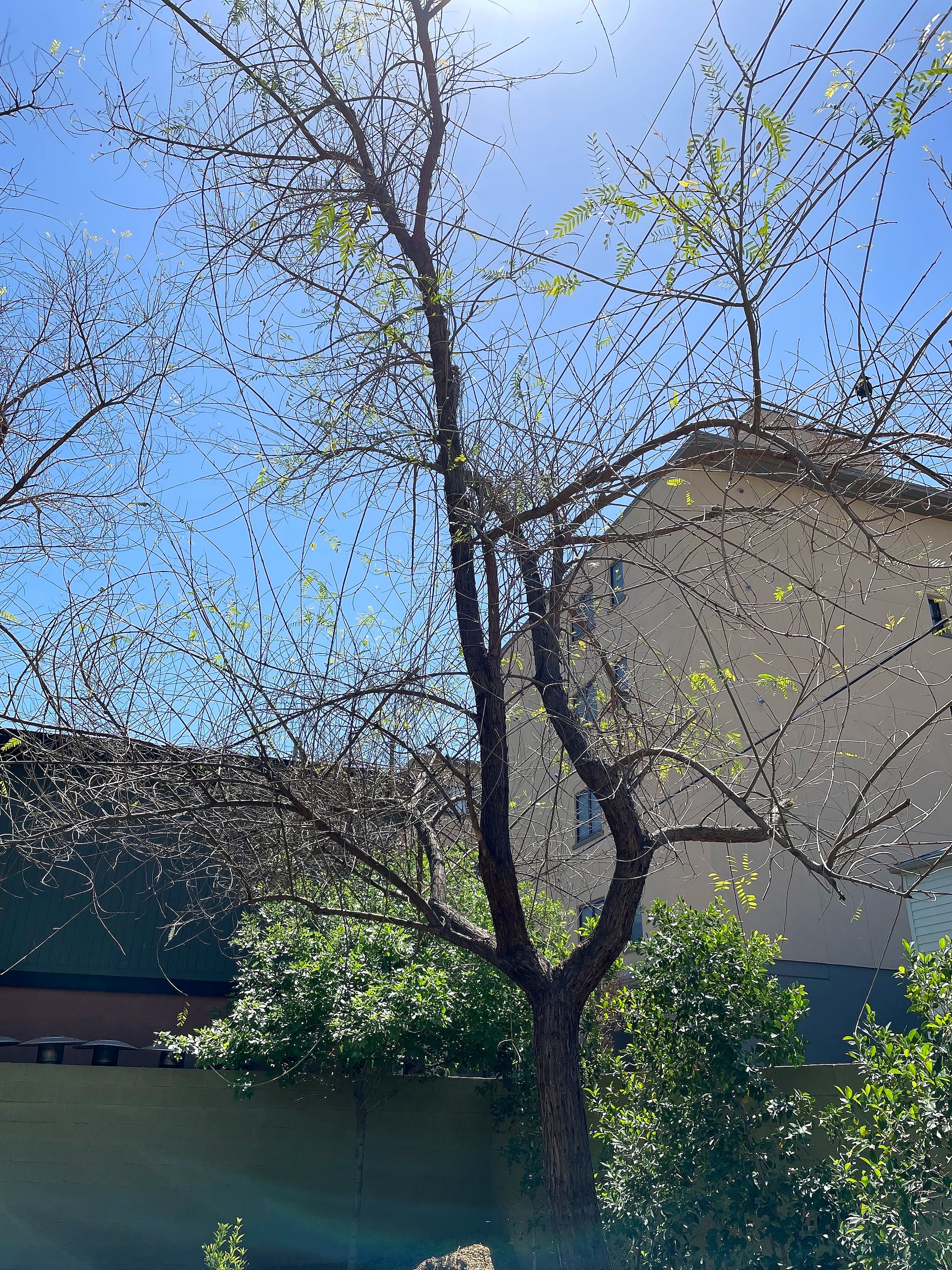 Tipu tree with thin, bare branches beside a house