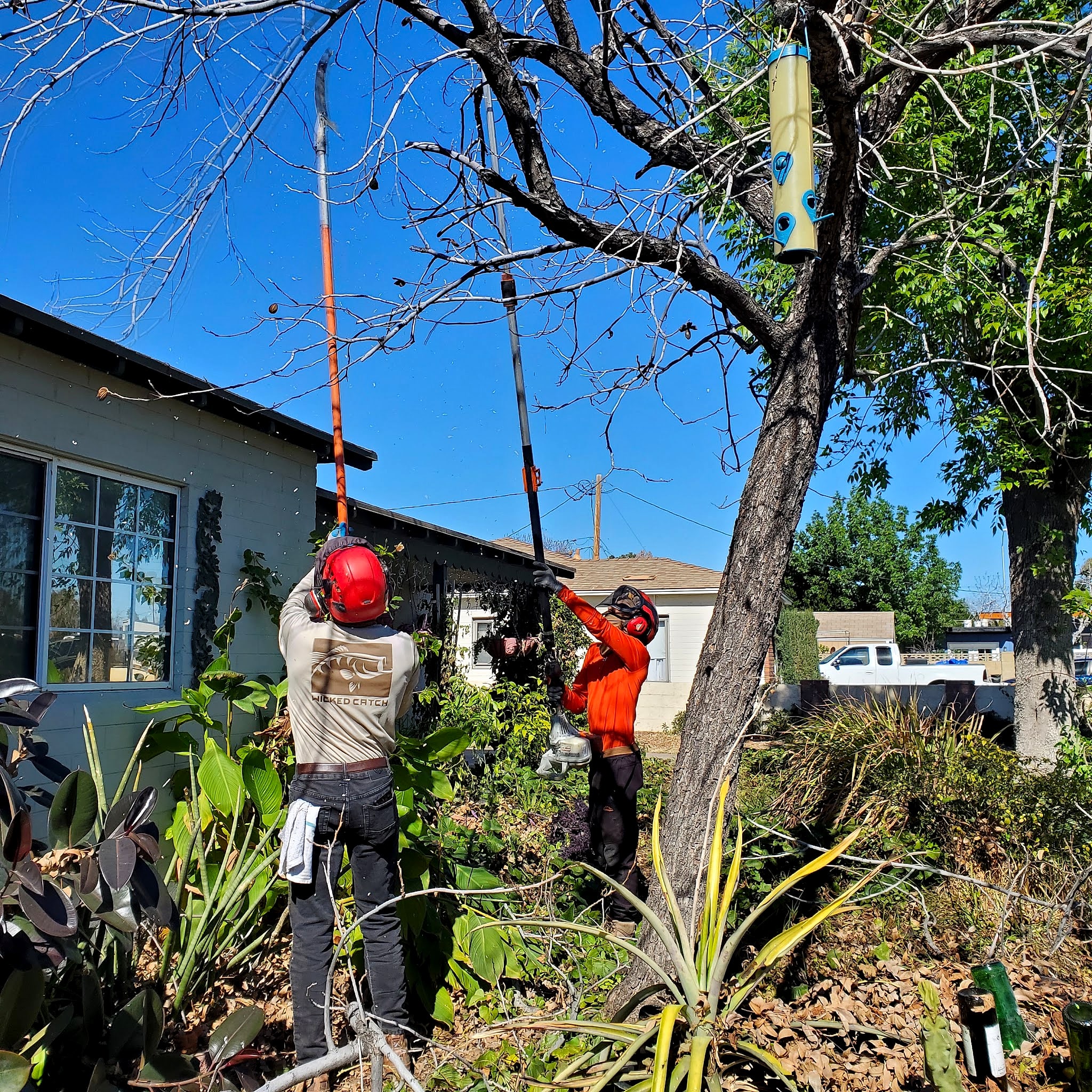 Tree Guardians crew in hard hats trimming a tree in a front yard